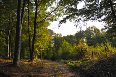 Jesenným lesom..