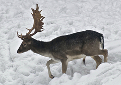Aj jemu je ťažko..