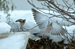 Anjelske krídla....