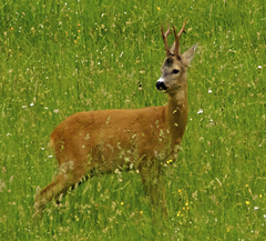 Ranné prekvapenie...