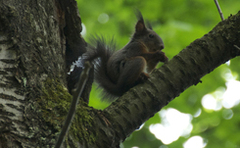 Sedím na konári a je mi dobre..