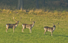 Pózovali podľa veľkosti....