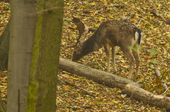 Pásol sa na bukvici a žaluďoch..