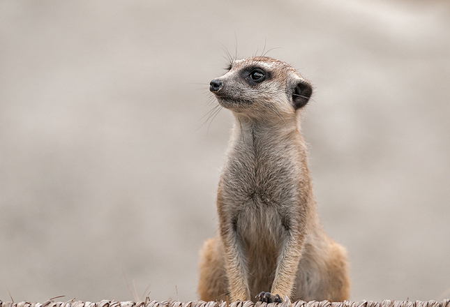 Zvedavá surikata