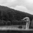 Veľký pozorovateľ