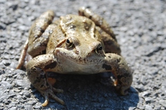 Skokan