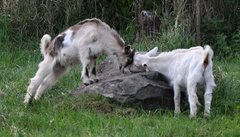 Kozliatka