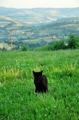 Kráľ