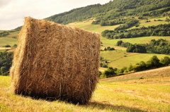 Naklonený