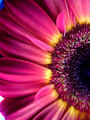 Gerbera