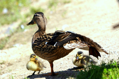 Pozor ochranka
