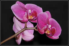 Orchidea