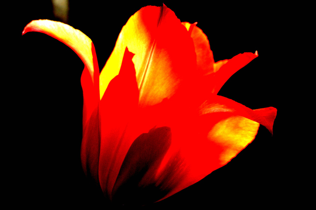 svietiaci tulipan