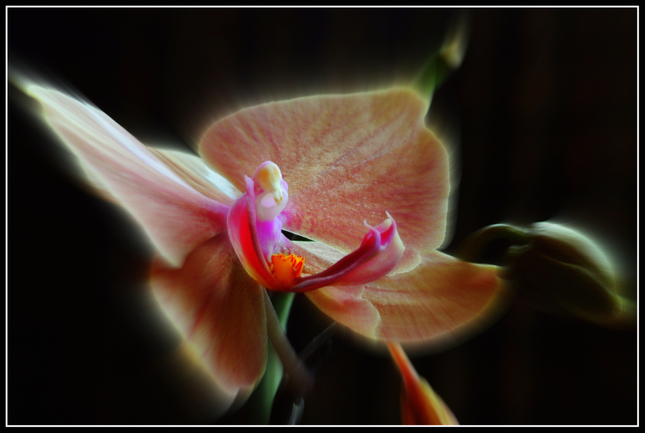 Orchidea