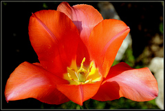 tulipan
