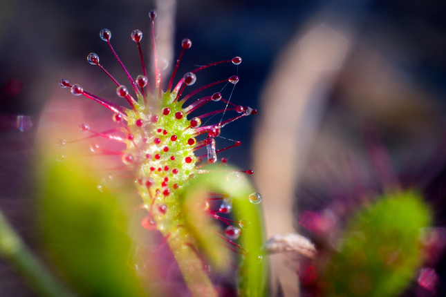 Drosera Anglica