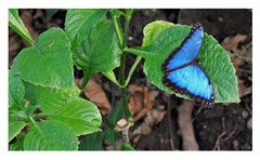 butterfly 2.