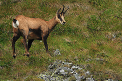 Kamzík vrchovský tatranský