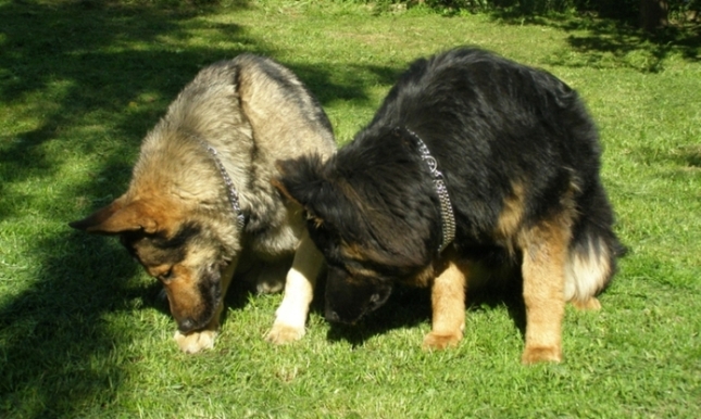 andrej + linda