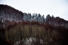 Les