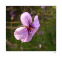 Zákutia lednického skleníku