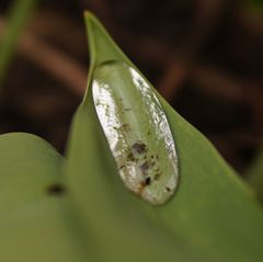 kvapka