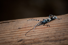 Rosalia alpina