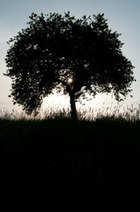 Tien