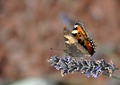 Motýlie variácie 4