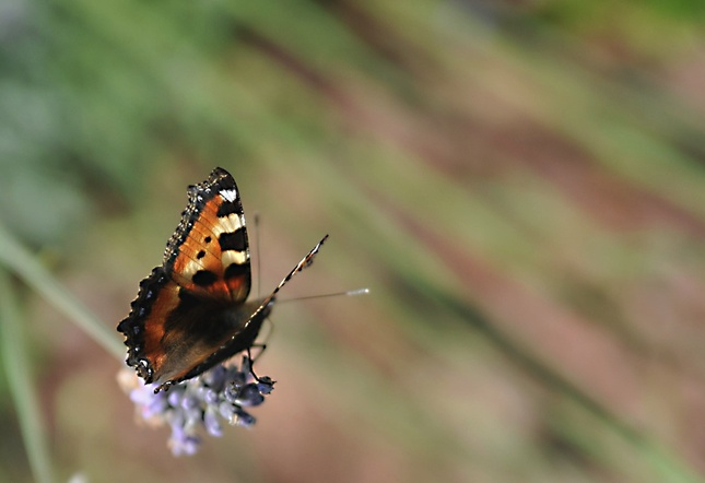 Motýlie variácie 6