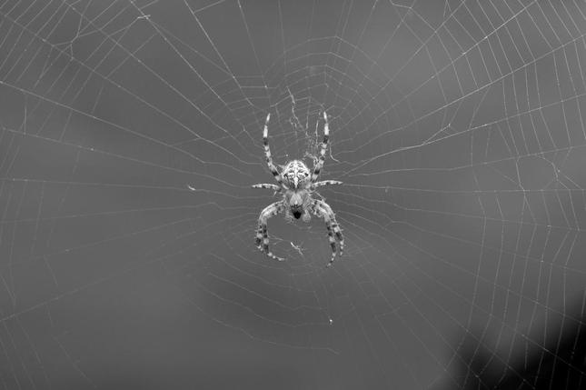 Pavúčik 2