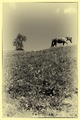 konik za konikom