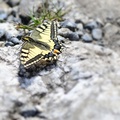 motýlik