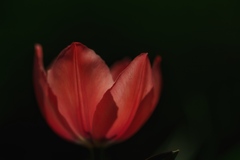 Tulipán