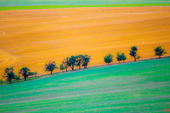 polia