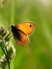 Motýlik