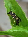 Osa