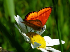 Motýlik