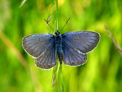 Motýlik