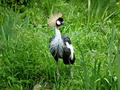 ZOO