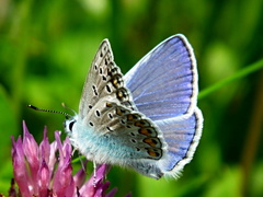 Motýlik