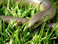 slepúch lámavý (Anguis fragilis)