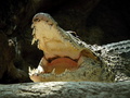 ZOO