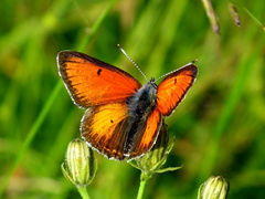 Motýlik