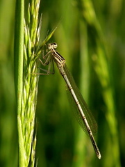 šidlo