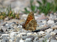Motýlik