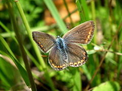 Motýlik