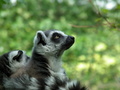 ZOO