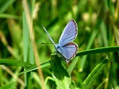 Motýlik