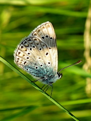 Motýlik